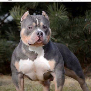 Meet your Posher, Norman